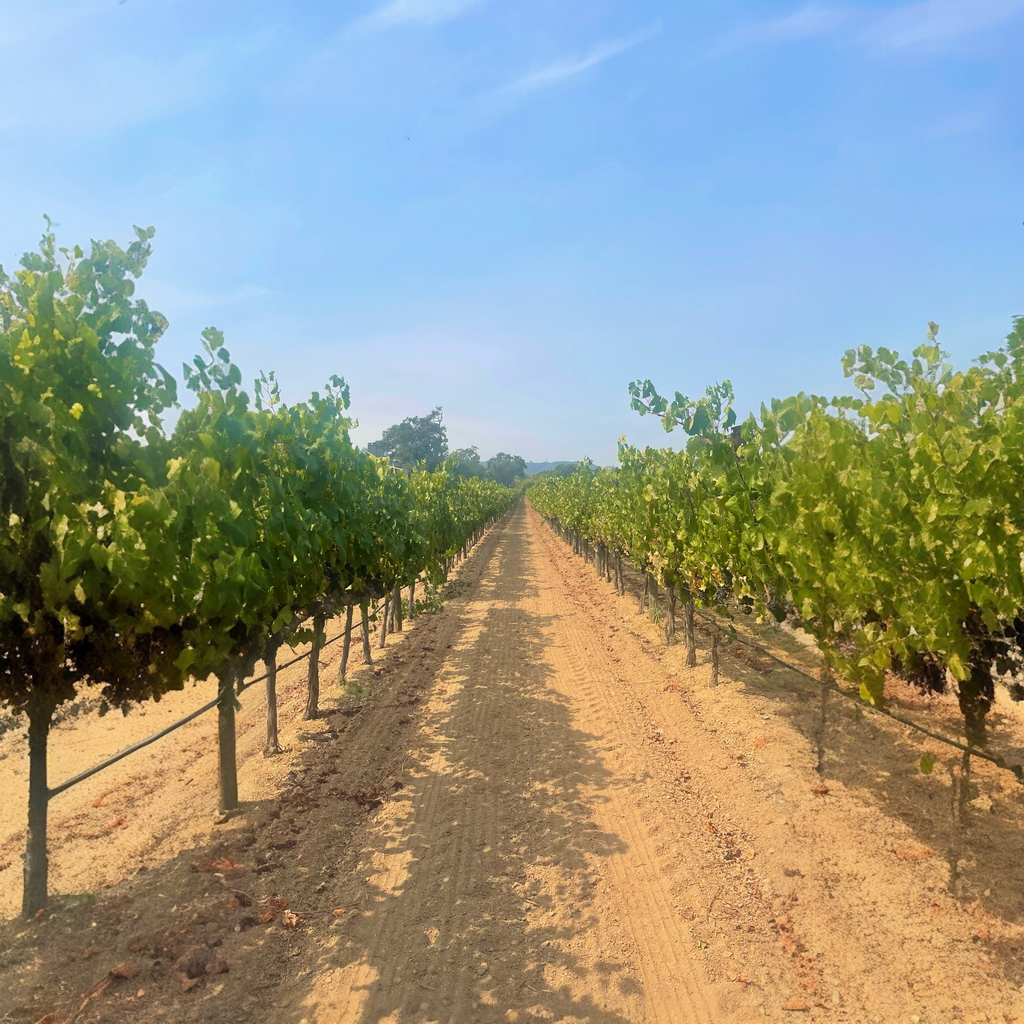 Organic and Biodynamic Tasting Rooms & Wineries in Santa Barbara County