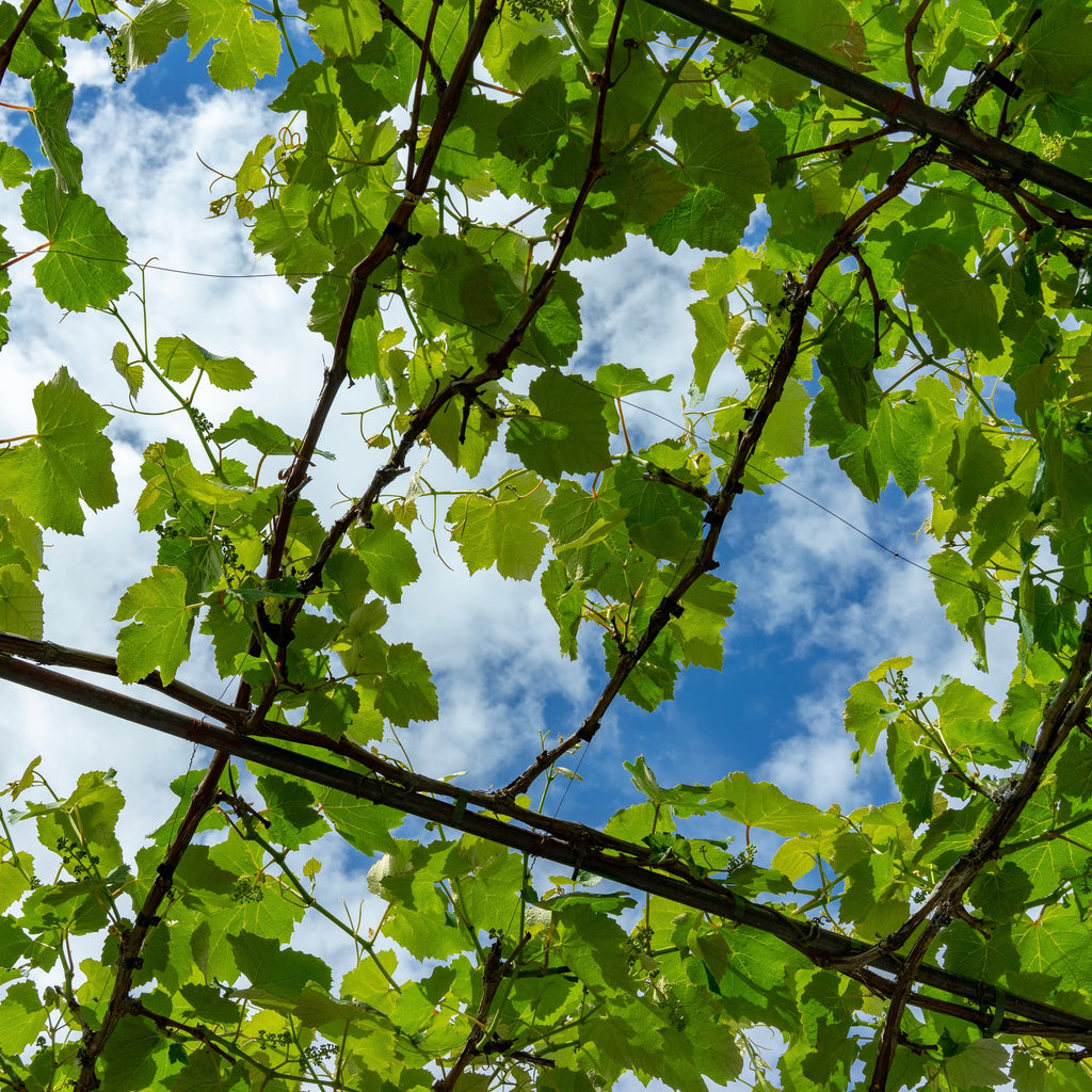 Wild vines growing with view of sky through the vines' green leaves