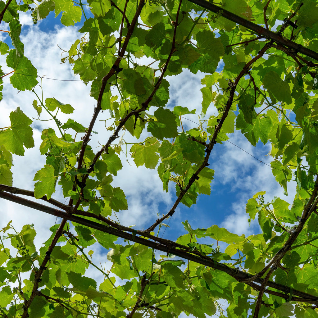 Taught vines tightly tied with view of sky through green leaves